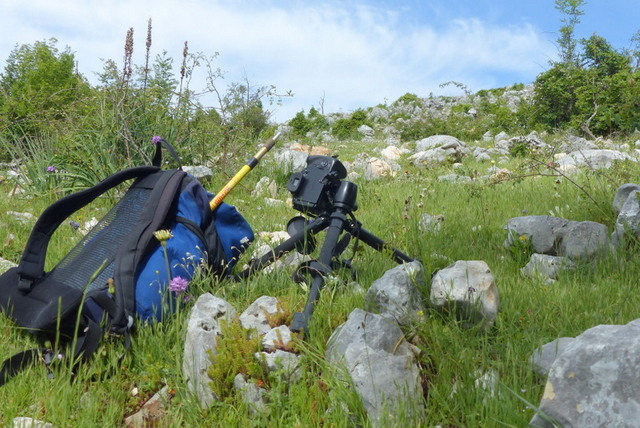 Ophrys crabronifera & Ophrys holosericea sp. � Monti Lucretili  (Roma).